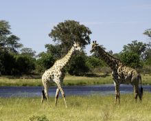 Giraffe pair at Savuti Camp, Linyati Wetlands, Botswana (Dana Allen)