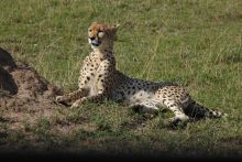 A cheetah sits alertr at Serengeti Bushtops Camp, Serengeti National Park, Tanzania