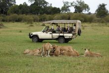 A game drive watches as lions feedr at Serengeti Bushtops Camp, Serengeti National Park, Tanzania