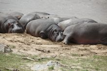 Hippos soak up sun on the riverbanksr at Serengeti Bushtops Camp, Serengeti National Park, Tanzania