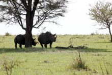 Rhinos cool off in the shader at Serengeti Bushtops Camp, Serengeti National Park, Tanzania