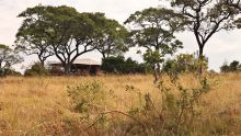 Tents are nestled amid the bush for a beautiful and natural settingr at Serengeti Bushtops Camp, Serengeti National Park, Tanzania