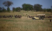 A game drive passes through a herd of wildebeestsr at Serengeti Bushtops Camp, Serengeti National Park, Tanzania