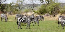 Zebras graze on the lush plainsr at Serengeti Bushtops Camp, Serengeti National Park, Tanzania