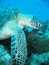 Sea turtle at Chumbe Island Coral Park, Zanzibar, Tanzania