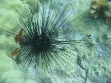 Sea urchin at Chumbe Island Coral Park, Zanzibar, Tanzania