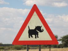 Self drive Namibia warthog crossing