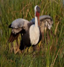 Crane spotted on Selinda Canoe Trail, Linyati Wetlands, Botswana