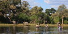 Elephants spotted from the boats on Selinda Canoe Trail, Linyati Wetlands, Botswana