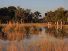 Stopping for a walk while on Selinda Canoe Trail, Linyati Wetlands, Botswana