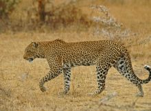 A leopard at Lake Manze Tented Camp, Selous National Park, Tanzania