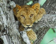 A lion cub climbing a tree at Lake Manze Tented Camp, Selous National Park, Tanzania