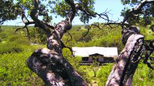 Serengeti Migration Camp, Serengeti National Park, Tanzania