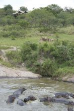 Serengeti Migration Camp, Serengeti National Park, Tanzania