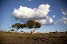 Bush lunch at Serian Camp, Masai Mara National Reserve, Kenya