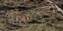 Leopard at Serian Camp, Masai Mara National Reserve, Kenya