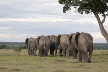 Elephant herd at Serian Camp, Masai Mara National Reserve, Kenya