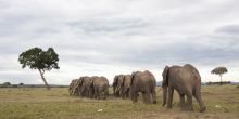 Serian Camp, Masai Mara National Reserve. Kenya