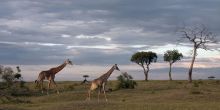 Serian Camp, Masai Mara National Reserve. Kenya