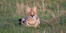 Lamai Serengeti, Serengeti National Park, Tanzania