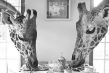 Sharing your breakfast with some new friends- Giraffe Manor, Nairobi, Kenya