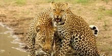 Leopards near Simbambili