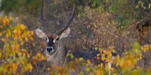 Simbavati River Lodge, Timbavati Game Reserve, South Africa