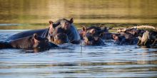 Simbavati River Lodge, Timbavati Game Reserve, South Africa