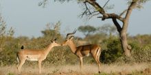 Simbavati River Lodge, Timbavati Game Reserve, South Africa