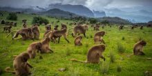 Explore the Simien Mountains, Ethiopia