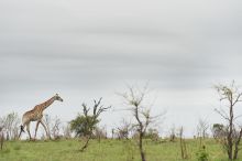 Singita Boulders Lodge, Sabi Sands Game Reserve, South Africa