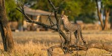 Sabora Tented Camp, Grumeti Private Reserve, Tanzania