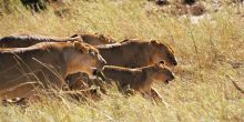 Grumeti Hills, Grumeti Game Reserve, Tanzania