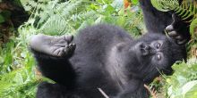 Gorilla Mountain View Lodge, Volcanoes National Park, Rwanda