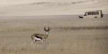 Game drive in the desert