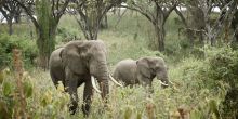 Sanctuary Ngorongoro Crater Camp