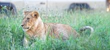 A game drive views a lion at Singita Serengeti House, Serengeti Grumeti Reserves, Tanzania