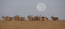 The moon rises over the savannah at Singita Sasakwa Lodge, Grumeti Reserves, Tanzania