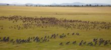 Bear witness to the world famous wildebeest migration at Singita Sasakwa Lodge, Grumeti Reserves, Tanzania