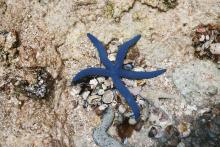 Starfish at Chumbe Island Coral Park, Zanzibar, Tanzania