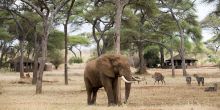 Swala Camp, Tarangire National Park, Tanzania