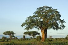 Swala Camp, Tarangire National Park, Tanzania