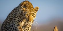 leopard