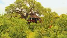 Tarangire Treetops, Tarangire National Park, Tanzania  Â© AndBeyond