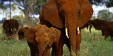 Tarangire Treetops, Tarangire National Park, Tanzania  