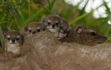 A group of hyraxes peeking out from the shrubs at The Emakoko, Nairobi National Park, Nairobi, Kenya