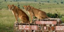 Lionesses use nearby street signs as perches to survey the plains at The Emakoko, Nairobi National Park, Nairobi, Kenya