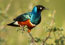 A superb starling perched nearby at The Emakoko, Nairobi National Park, Nairobi, Kenya