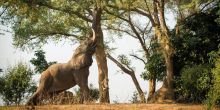 Tembo Plains Camp