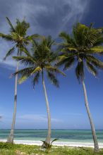 The Palms, Zanzibar, Tanzania